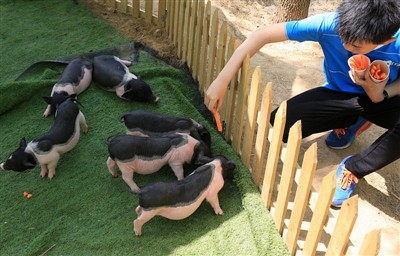 اگر گنی پگ کو ہیٹ اسٹروک ہو جائے تو آپ کیا کریں گے؟